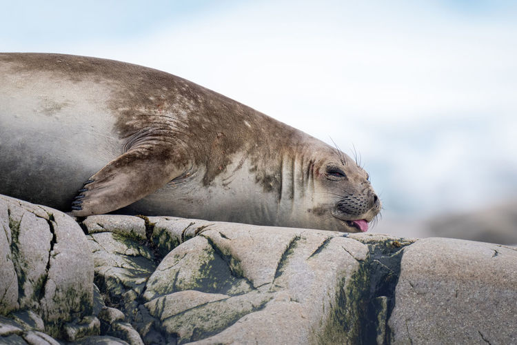 Close-up of elephant seal sleeping on rock