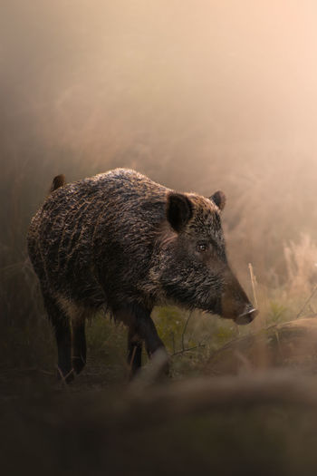 Close-up of boar on field