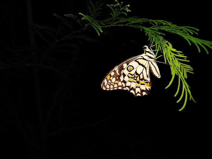 Butterfly on plant at night
