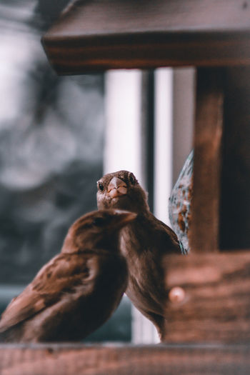 Close-up of a bird