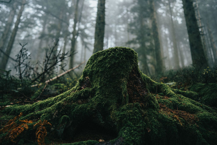 Moss covered tree trunk in forest