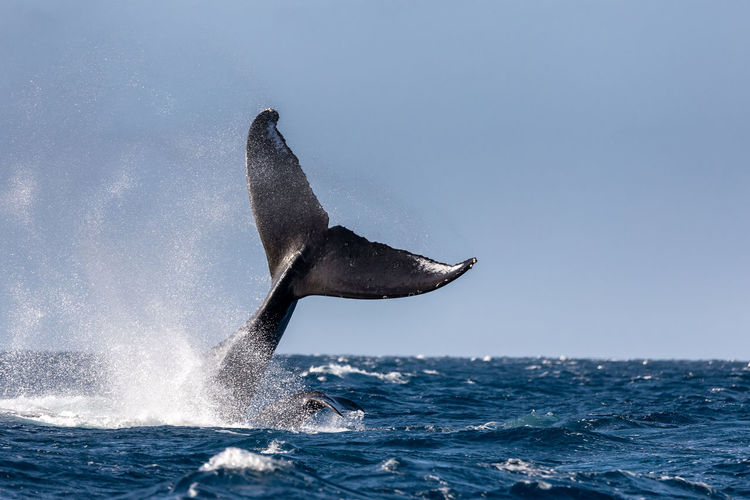 Humpback whale swimming in sea