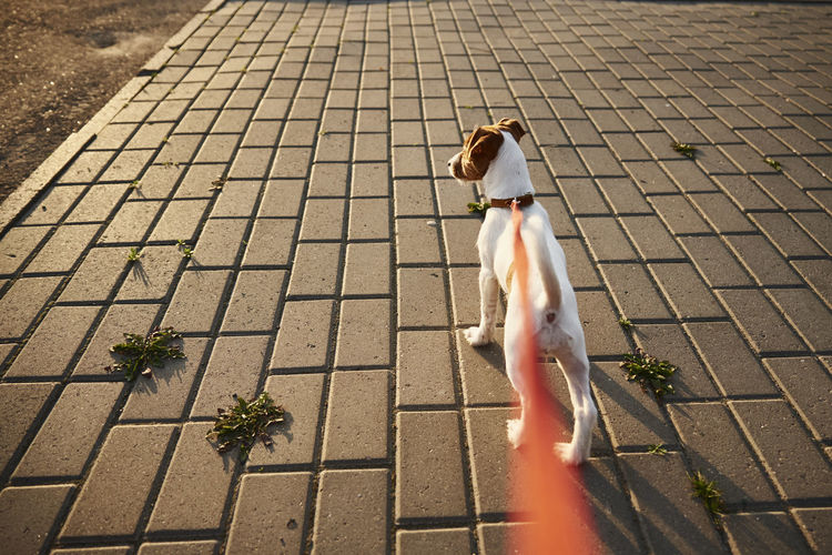 Owner walking her jack russell terrier dog outside