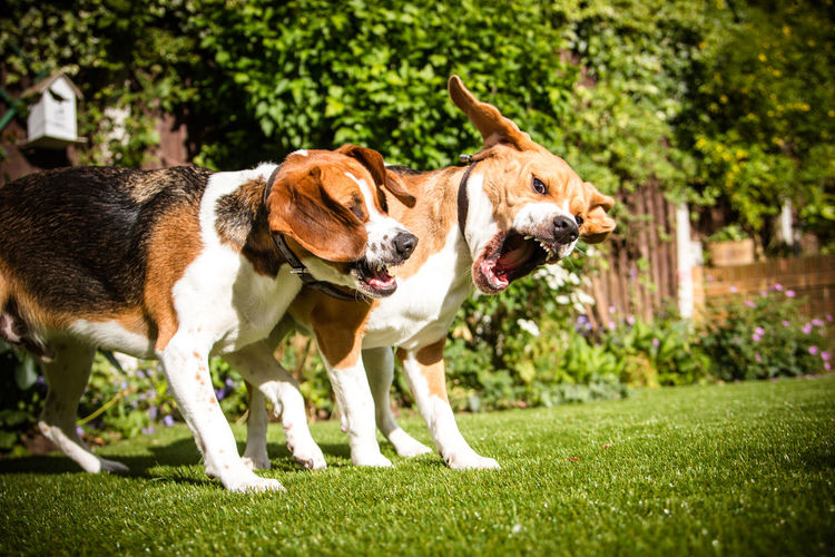 Two beagules playing on grass