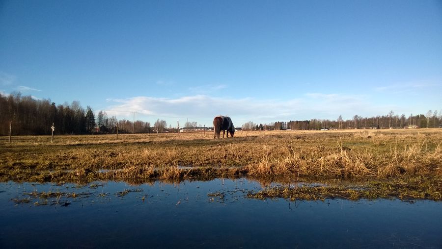 Scenic view of landscape against sky