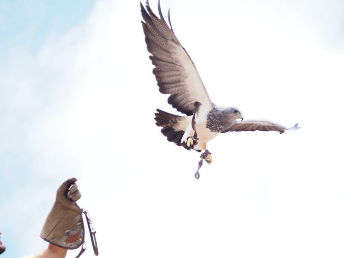 Low angle view of bird flying against clear sky