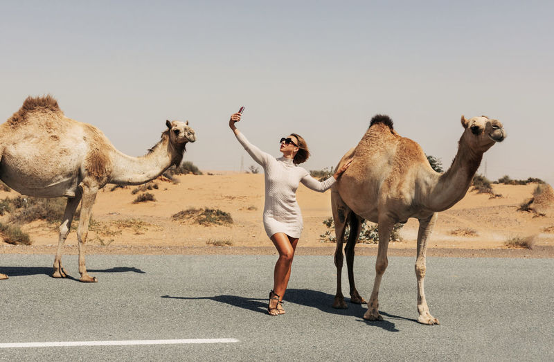 A happy beautiful girl, smiling, takes a selfie with a camel by the road during a trip to the desert