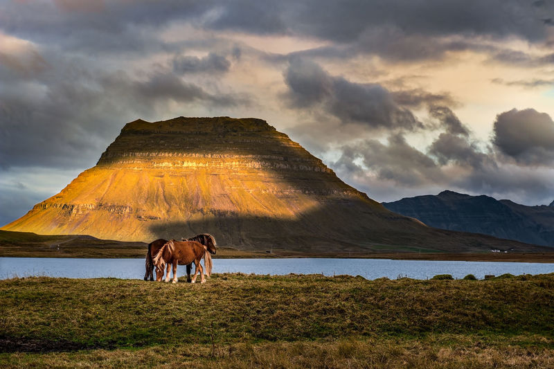 Icelandic horses graze in a pasture with kirkjufell behind them