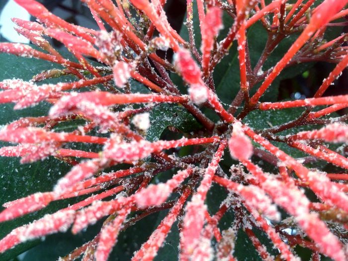 Plant in frost