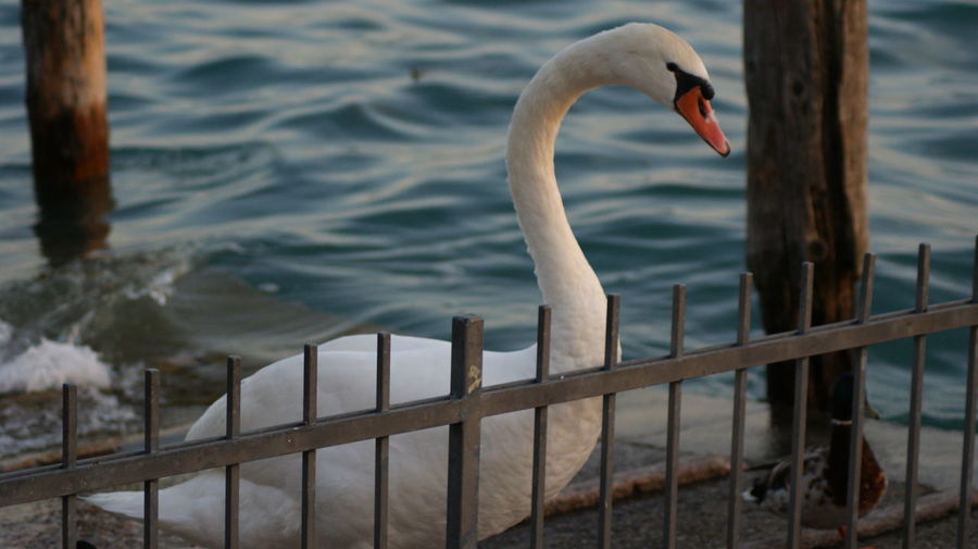 Swan caged