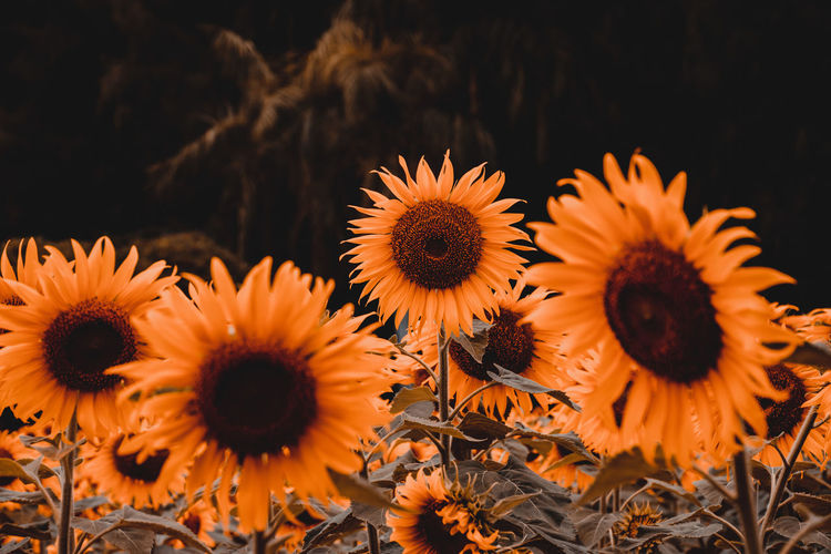 Orange tone sunflower, sunflower field