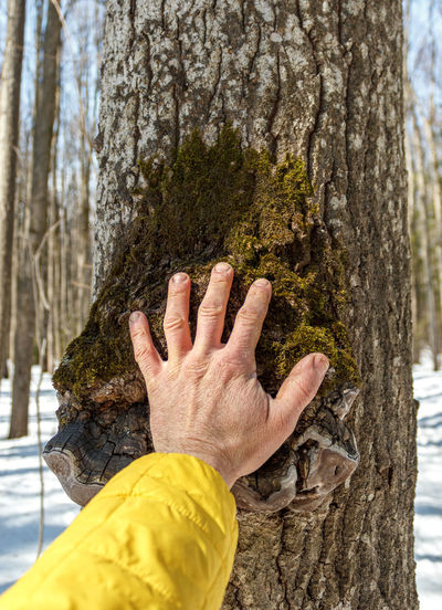 Close-up of human hand against tree trunk