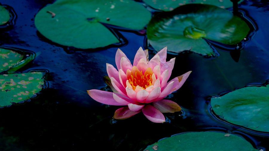 Close-up of lotus water lily in pond