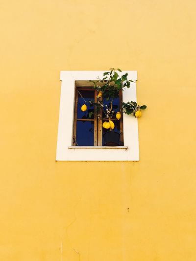 Low angle view of yellow wall amidst window