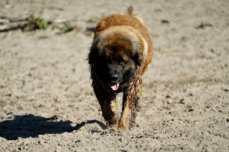 Portrait of dog running on sand