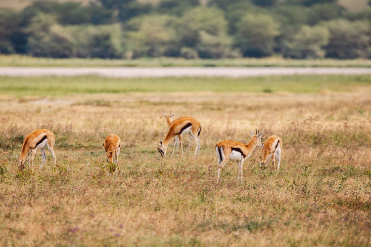 Deer on field