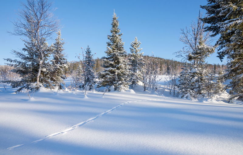 Hare tracks in the snow lead to snow-covered trees in the winter forest.