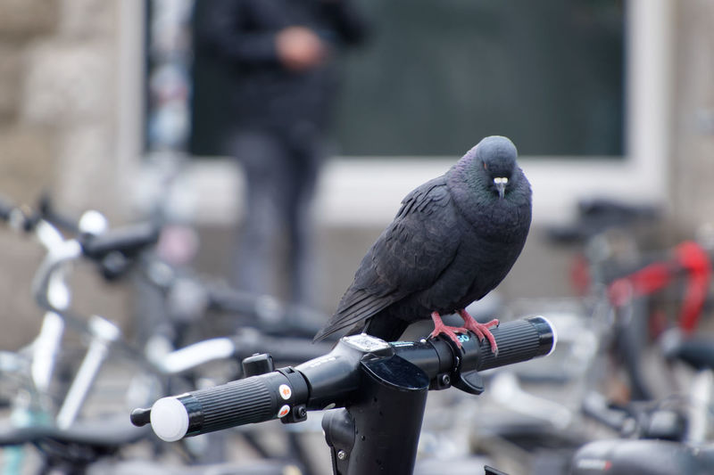 Bird perching on a bicycle
