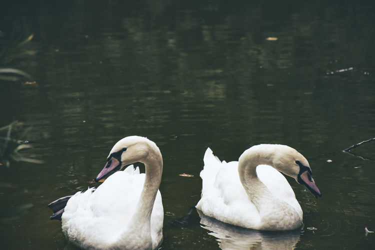 Two swans posing