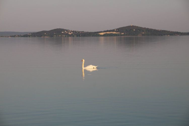 Bird swimming in sea