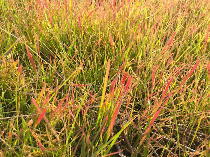 Plant growing on grassy field