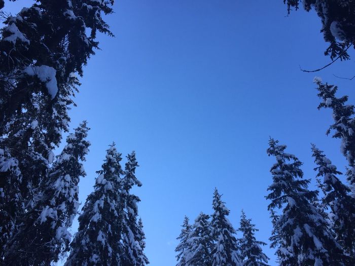 Low angle view of trees against clear blue sky