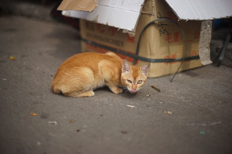 Full length of ginger cat on street