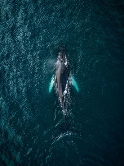 High angle view of aquatic mammal swimming in sea