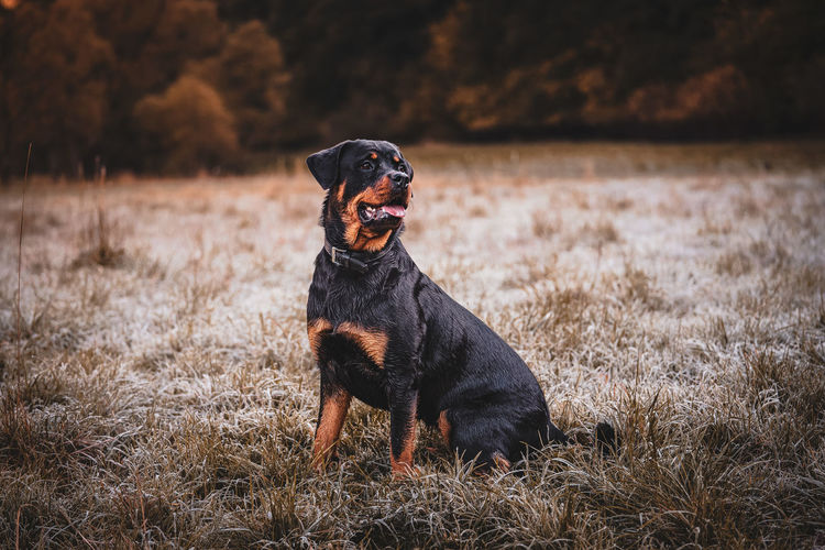 Letti the rotweiler in the morning fields