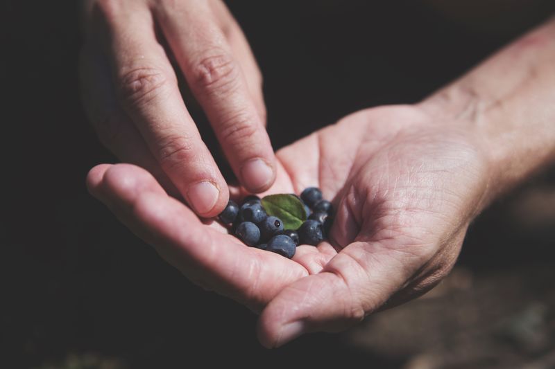 Close-up of hand holding blueberries