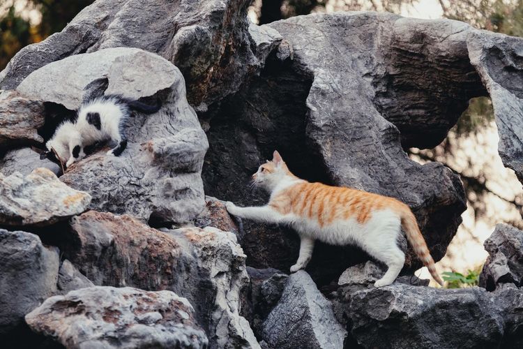 View of two cats on rock