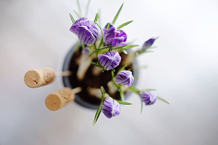 High angle view of purple flowers with corks on table