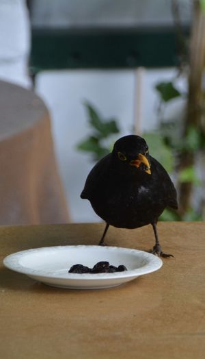 Blackbird feeding on retaining wall