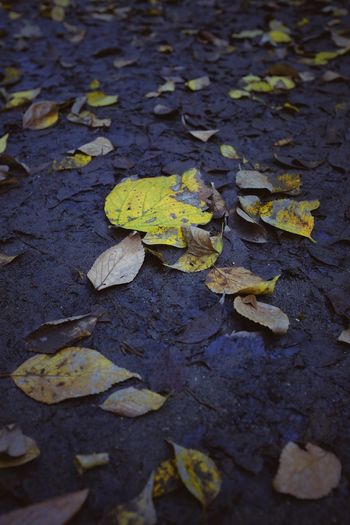 High angle view of fallen leaves on wet field