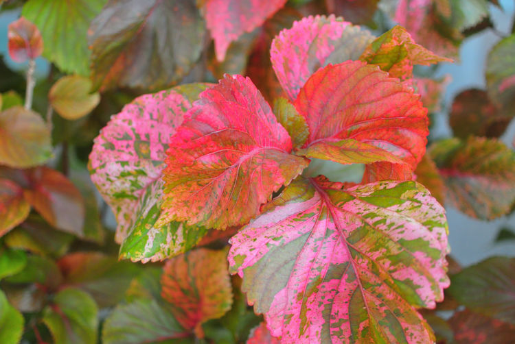 Close-up of pink flowering plant leaves during autumn