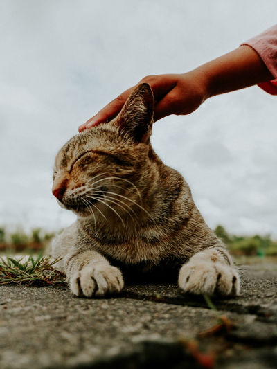 Midsection of person hand on cat outdoors