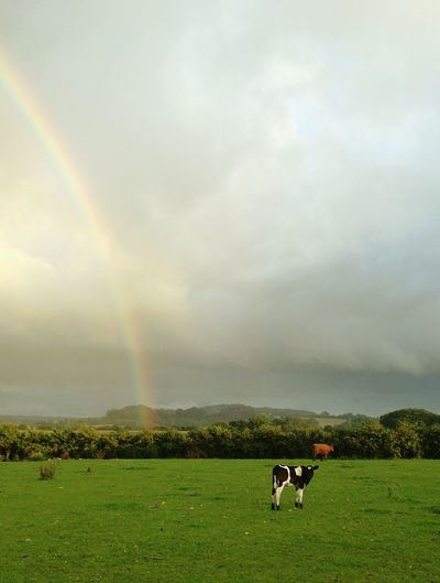 Cows grazing on field against rainbow in sky