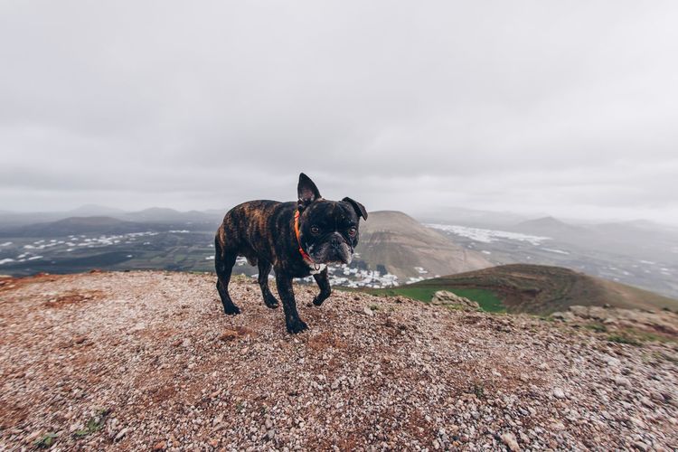 Dog standing on mountain against sky