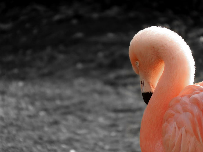 Close-up of bird
