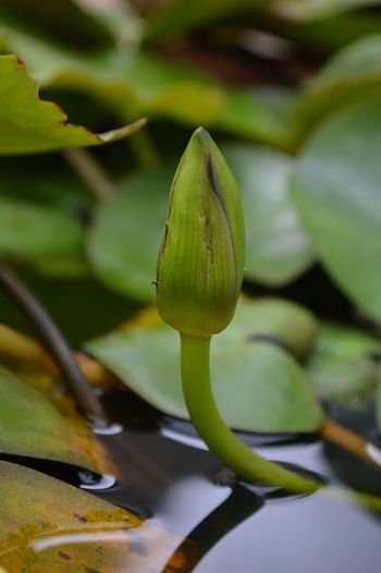 Close-up of lotus bud growing outdoors