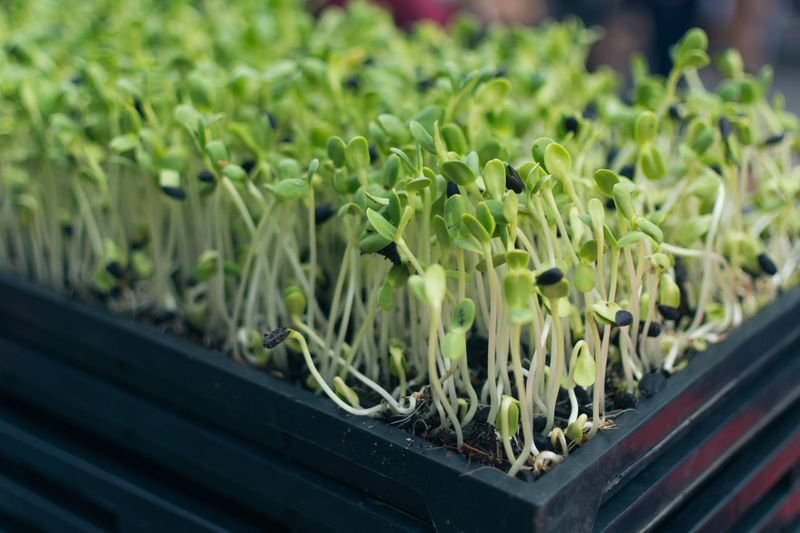 Close-up of sunflower sprouts in seedling tray