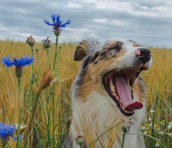 Close-up of a yawning australian shepherd on field