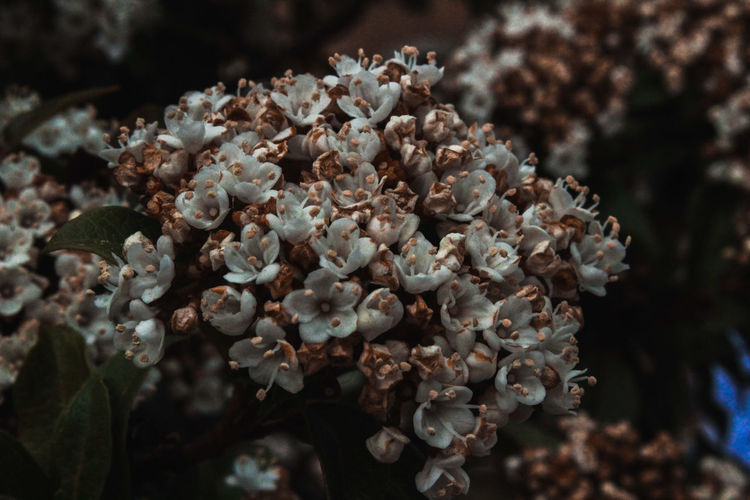 Close-up of wilted flowering plant