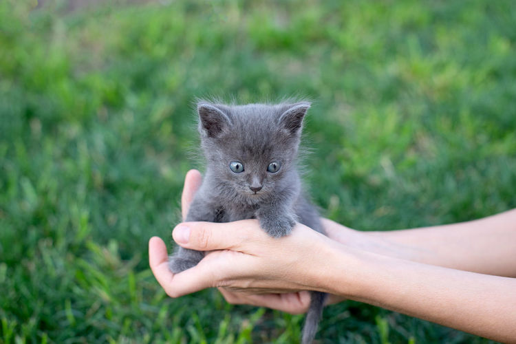 Close-up of hand holding kitten