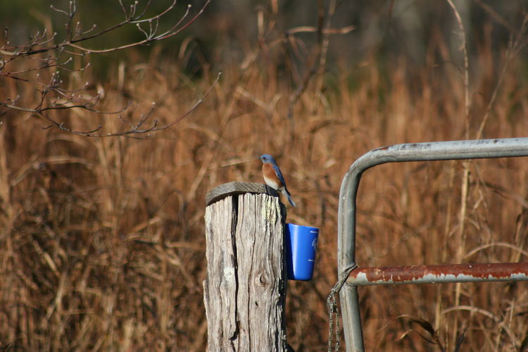 Blue bird on a post