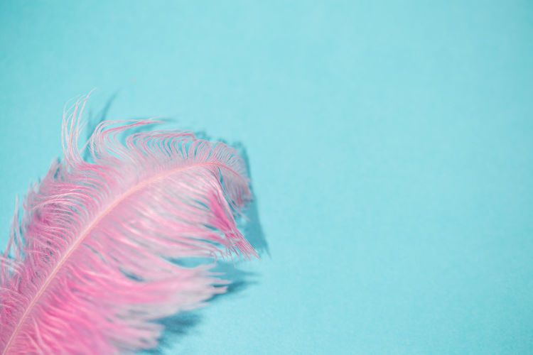 Close-up of pink feather against blue background