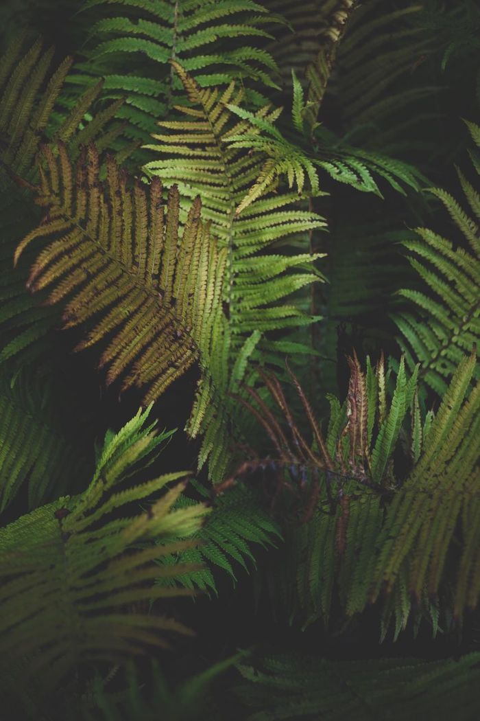 CLOSE-UP OF FERN AND LEAVES