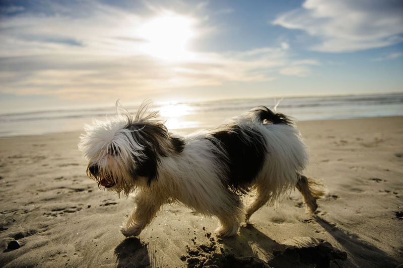 Dog on beach against sky during sunset