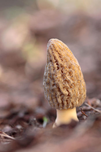 Surface level of mushroom growing on field