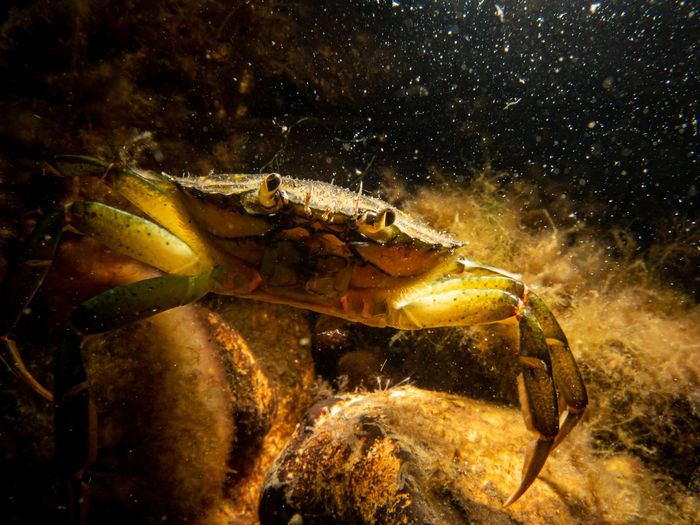 A close-up picture of a crab among seaweed